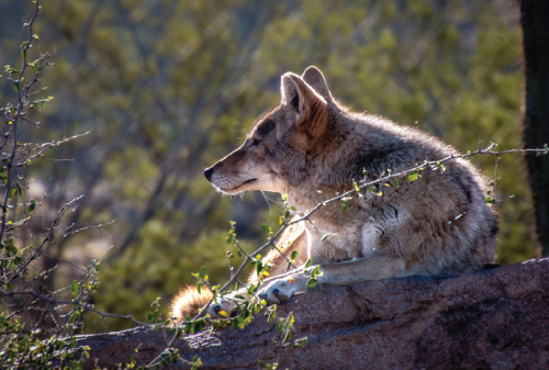 Coyote resting on a rock